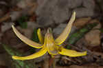 Dogtooth violet